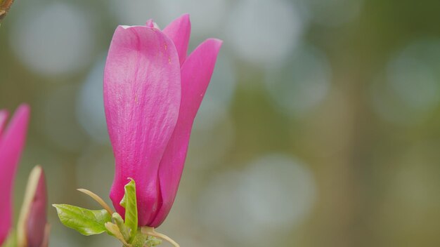 La magnolia púrpura en flor las flores de la magnolia rosada el fondo de la primavera de cerca