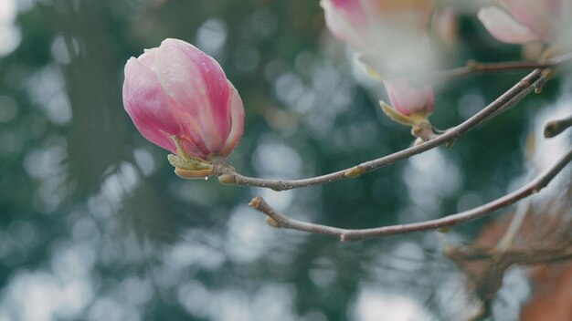 La magnolia púrpura en flor las flores de la magnolia rosada el fondo de la primavera