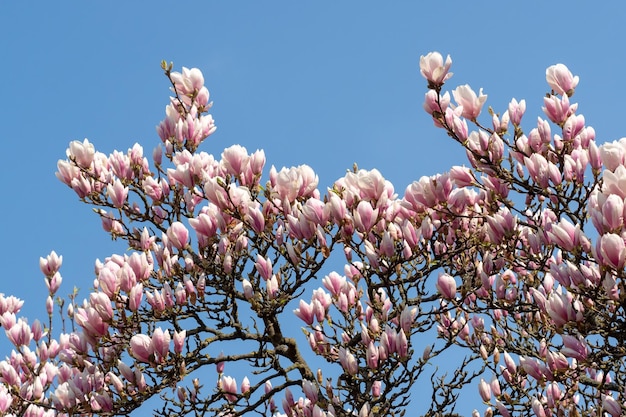 Magnolia rosa Blüte Baum Blumen über blauem Himmel Frühlingsblumenhintergrund