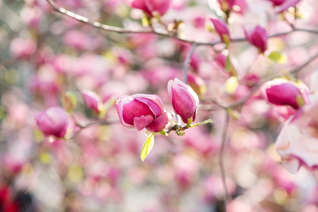 Foto magnólia rosa desabrochando na natureza. flores de magnólia rosa no nascer do sol