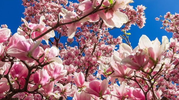 Magnólia rosa desabrochando na primavera (foco seletivo)