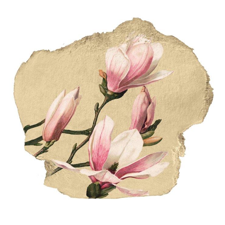 Foto magnolia rosa png pegatina de flor de papel rasgado con fondo transparente