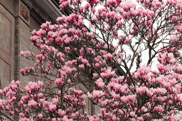 Foto magnolia rosada en flor contra una pared de ladrillo