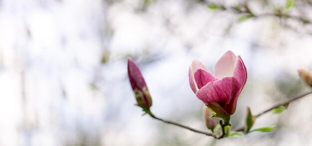 Foto magnolia soulangeana lila blühende baum im frühling große blüten