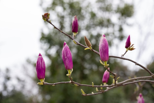 Magnolia soulangeana también se llama capullos rosas de magnolia en forma de platillo en una rama de árbol que se preparan para florecer a principios de la primavera