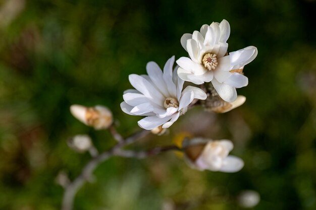 Magnolia stellata o magnolia estrella flores blancas en el diseño del jardín