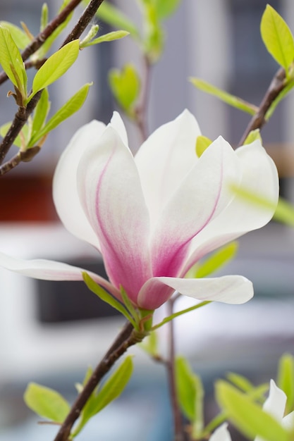 Foto magnolia tree blossom im frühling zarte rosa blumen baden im sonnenlicht warmes maiwetter blühender magnolia-baum im frühling internet-frühling-banner spring floral background