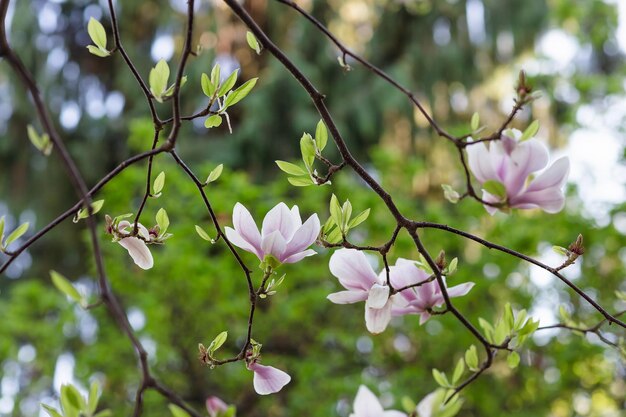 Magnolia Tree Branch Blumen auf verschwommenem Hintergrund Close up selektiven Fokus