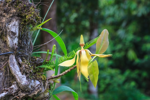 Magnolia utilis Blume