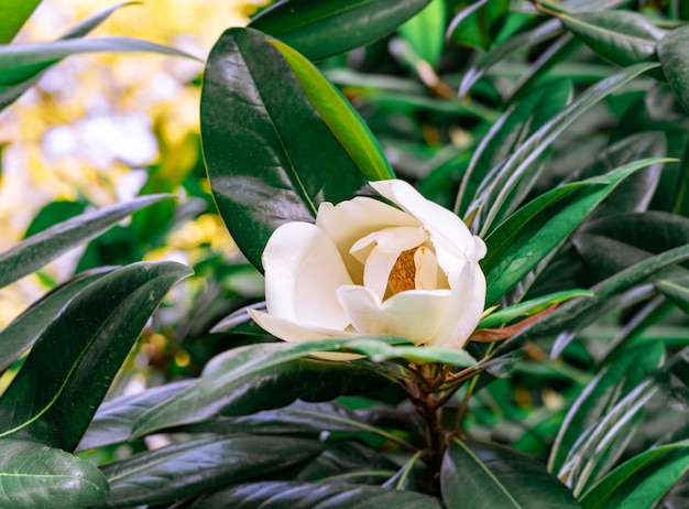 Magnolia virginiana weiße cremige Blüte Nahaufnahme auf Magnolia-Baum botanischer Garten Frühlingsblüte