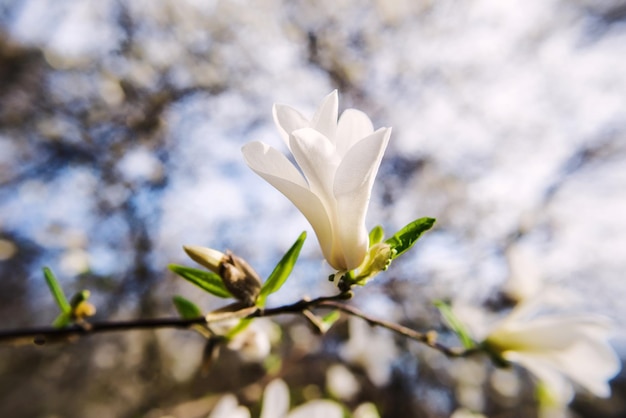 magnolias blancas en flor en primavera