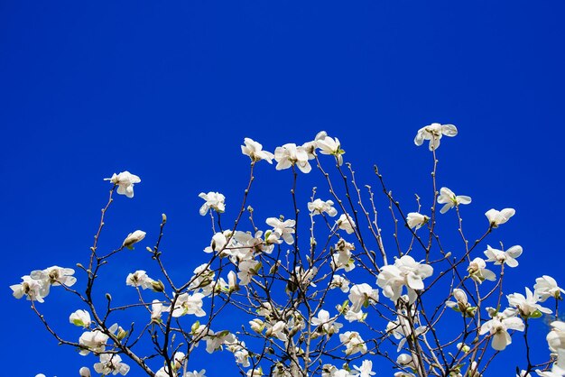 magnolias blancas en flor sobre fondo de cielo azul en primavera