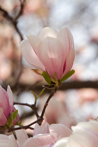 Magnólias japonesas florescendo no início da primavera