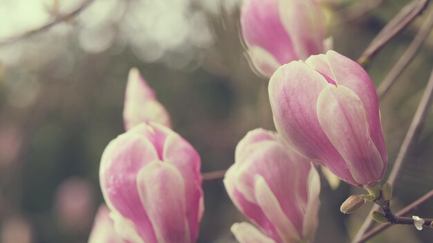 Magnolias rosadas en flor en las ramas con un hermoso fondo floral