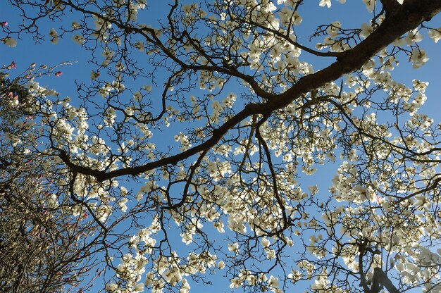 Magnolie auf dem blauen Himmel