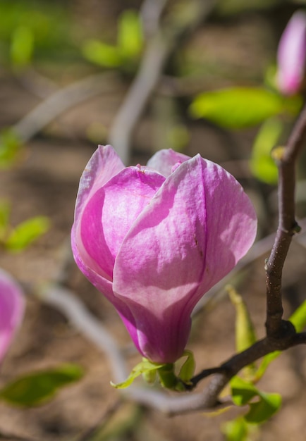 Magnolie blüht im Frühling