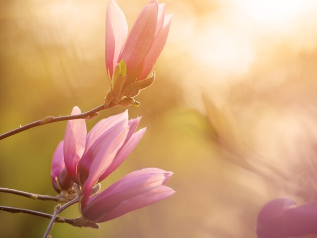 Magnolie Frühlingsblumen