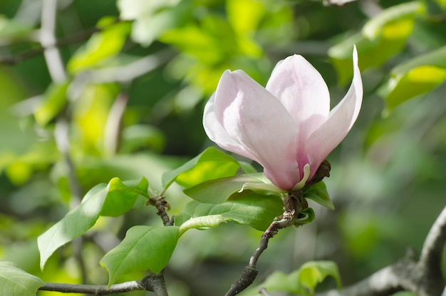 Magnolie Frühlingsblumen