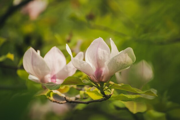 Magnolie Frühlingsblumen