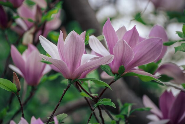 Magnolie Frühlingsblumen