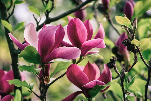 Magnolie Frühlingsblumen