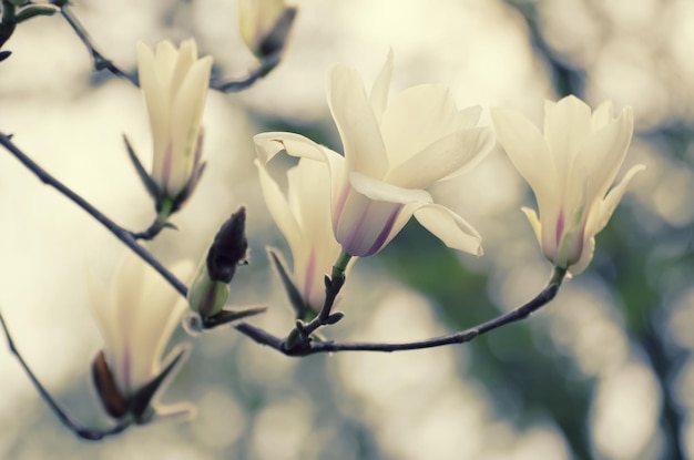 Magnolie Frühlingsblumen