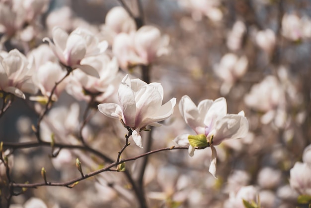 Magnolie Frühlingsblumen