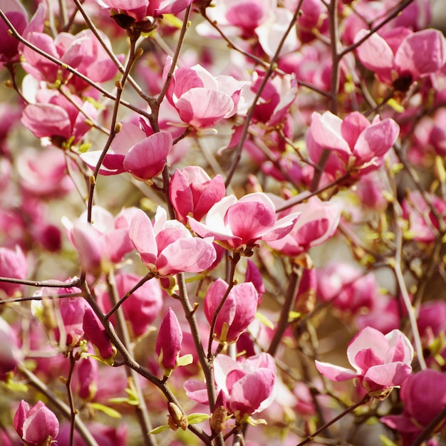 Magnolie Frühlingsblumen