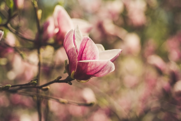 Magnolie Frühlingsblumen