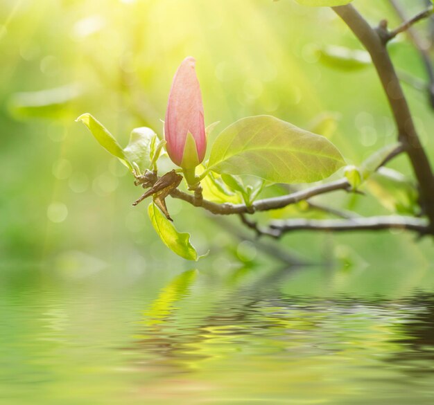 Magnolie Frühlingsblumen