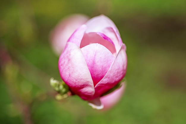 Magnolie Frühlingsblumen