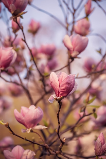 Magnolie Frühlingsblumen