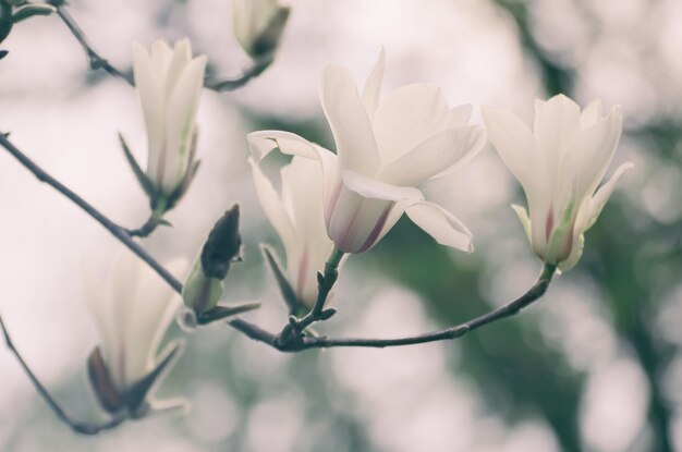 Magnolie Frühlingsblumen