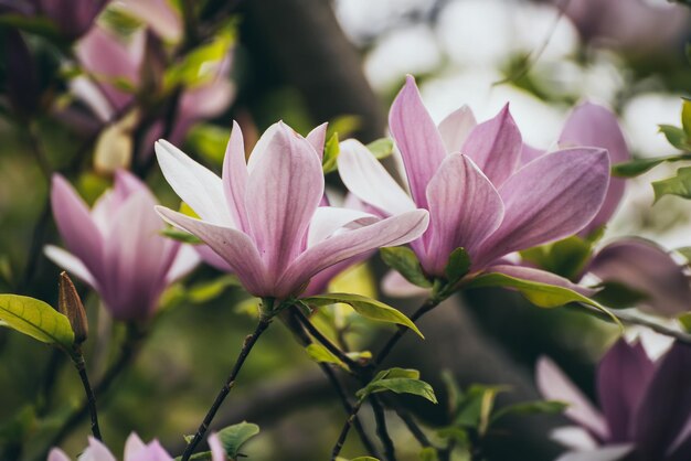 Magnolie Frühlingsblumen