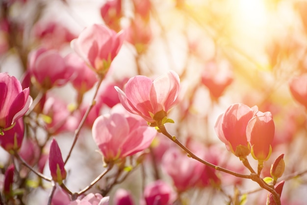 Magnolie frühlingsblumen