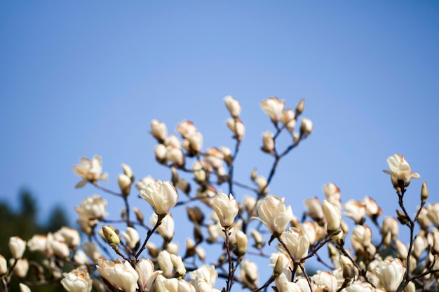 Magnolie weiße Blüten Baum Blumen Nahaufnahme Zweig