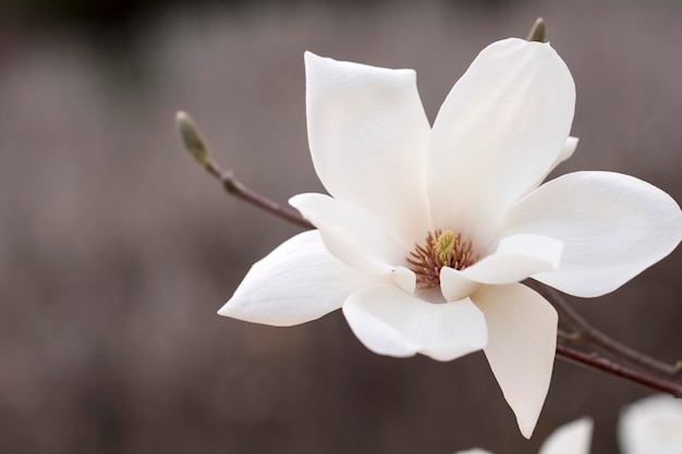 Magnolie weiße Blüten Baum Blumen Nahaufnahme Zweig