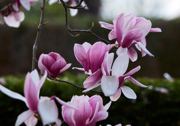 Magnolien rosa und weiße Blüten. Nahansicht. Verschwommener dunkler Hintergrund