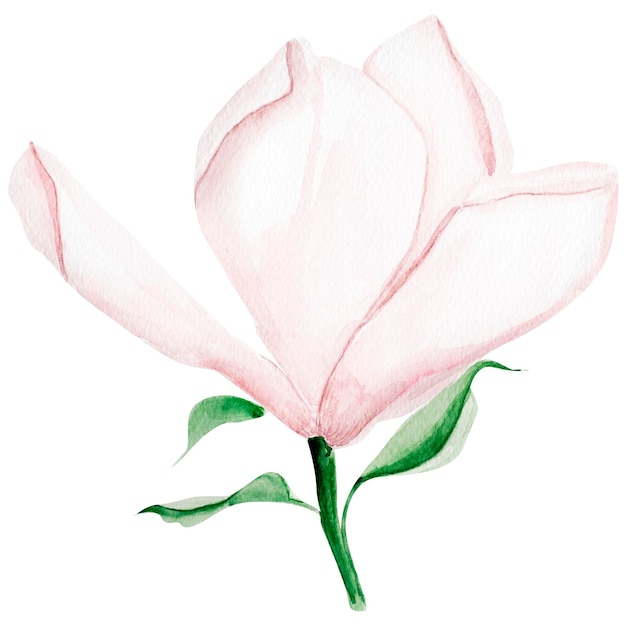 Magnolienaquarell lokalisierte Illustration