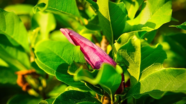 Magnolienbäume sind in der Blütezeit eine wahre Pracht Ein Hingucker der Natur