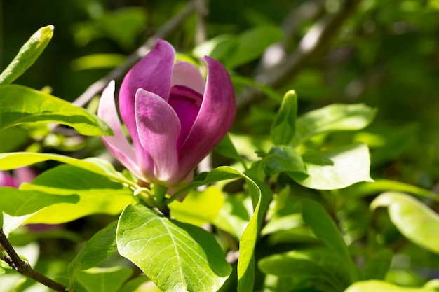 Magnolienbaum blüht im Frühling mit zartrosa Blüten, die im Sonnenlicht baden. Frühlingsblumenhintergrund