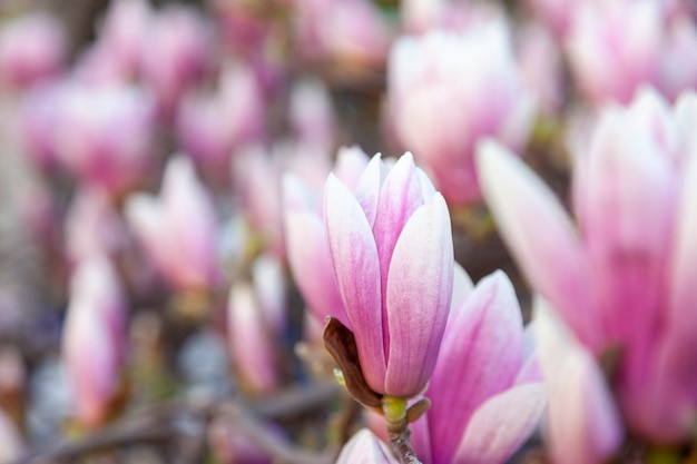 Magnolienbaum blüht