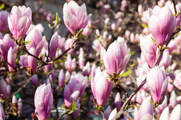 Magnolienbaum blüht