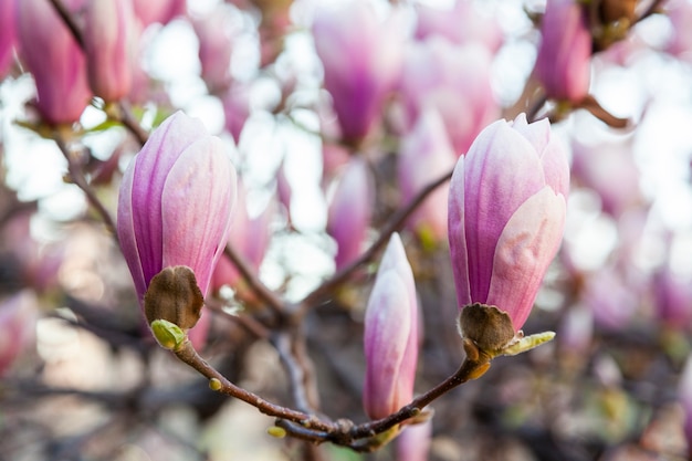 Magnolienbaum blüht