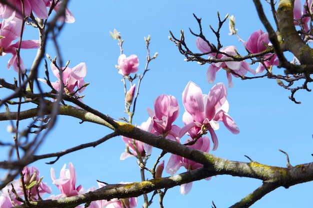 Magnolienbaum in voller Blüte