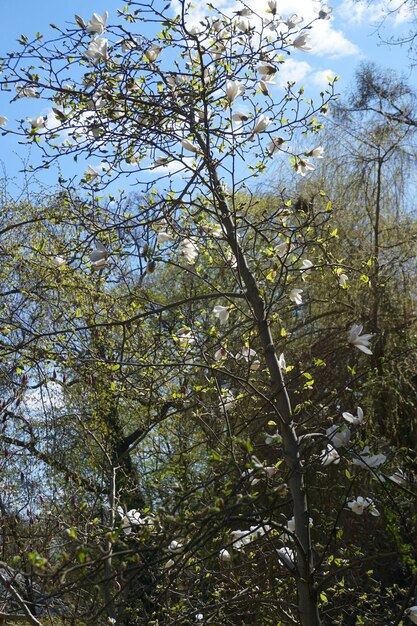 Magnolienbaum mit Blütenblumen