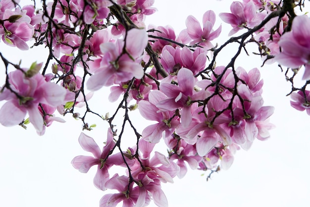 Foto magnolienbaum mit vielen blumen