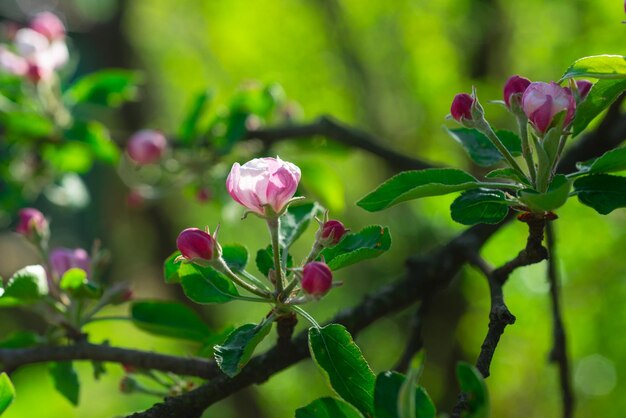 Magnolienbaumblüte Frühlingsblumen Natur Frühling blühende Bäume