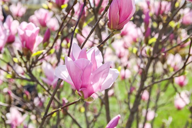 Magnolienbaumblüte im Frühling