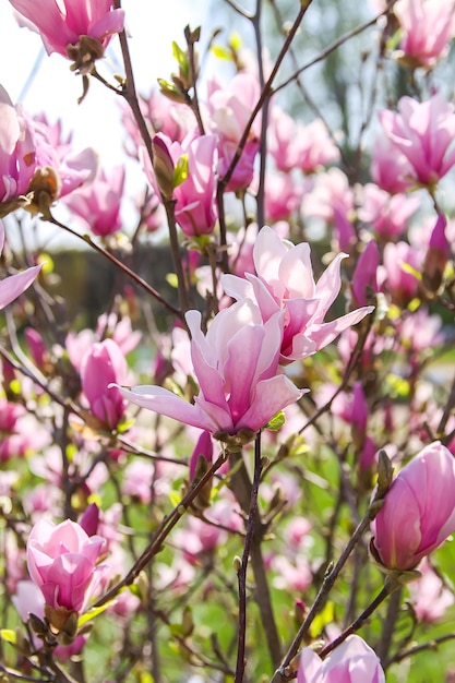 Magnolienbaumblüte im Frühling